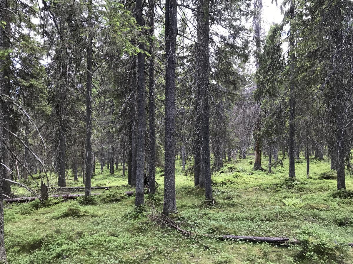 Paljakka Moekit * Kotila